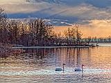 Swans At Sunset_28802